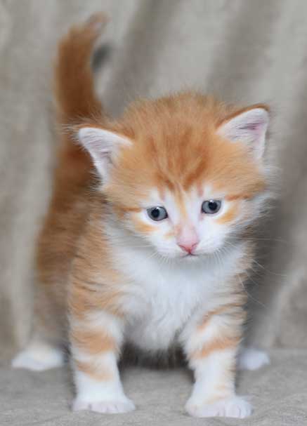 sibirisk katt unge Quito