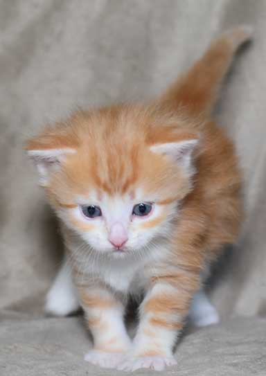 sibirisk kattunge Qian