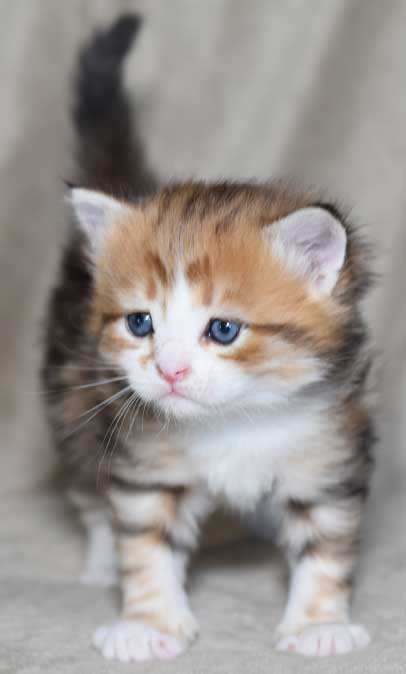 sibirisk kattunge Quimby