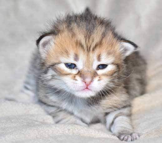 sibirisk kattunge Rocco