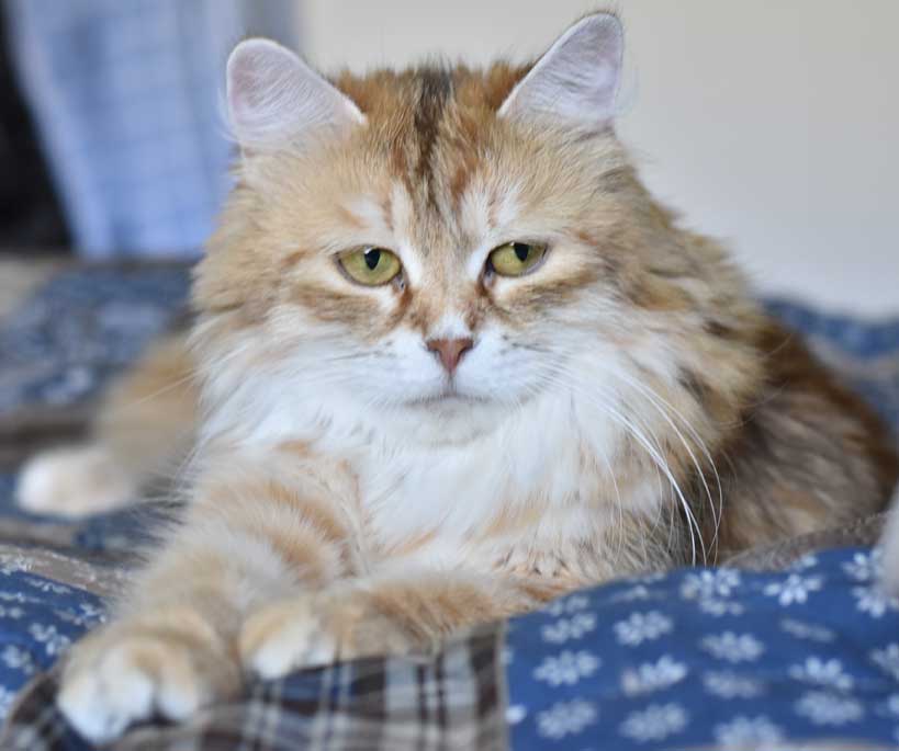 sibirisk katt Uni