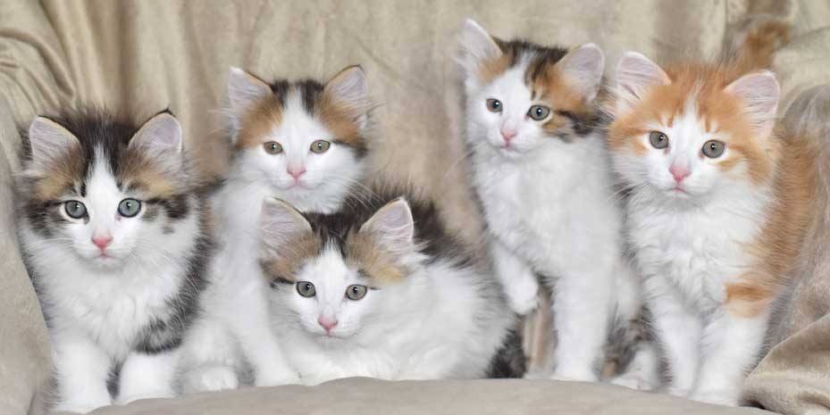sibirisk kattungar