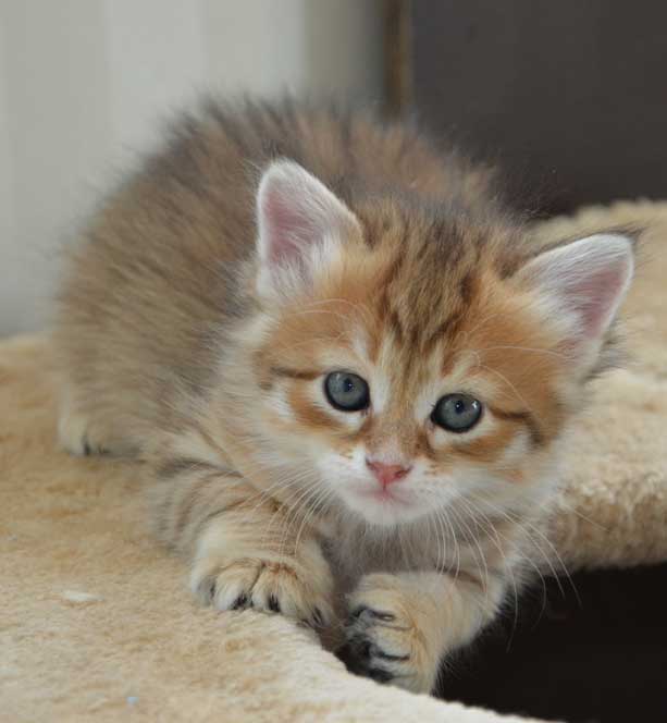 sibirisk kattunge Quirk