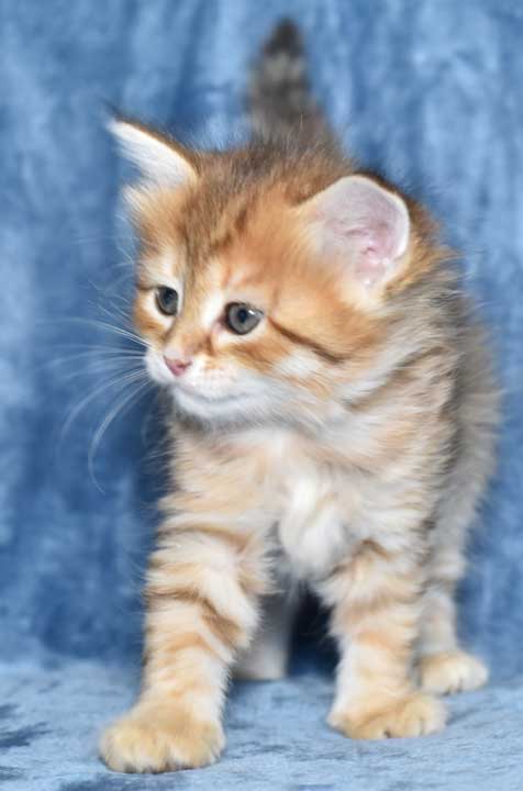 sibirisk kattunge Quirk