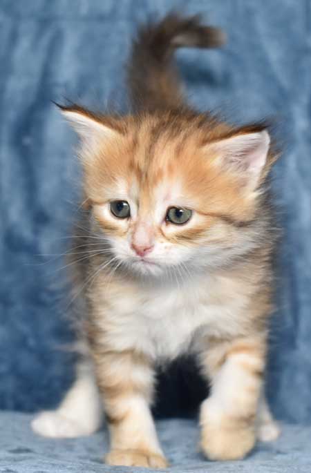 sibirisk kattunge Quine
