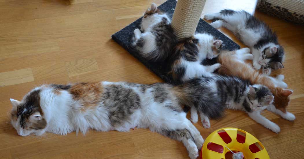 sibirisk katt Tracie