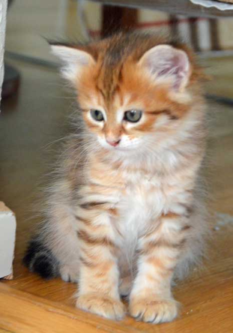 sibirisk kattunge Quirk