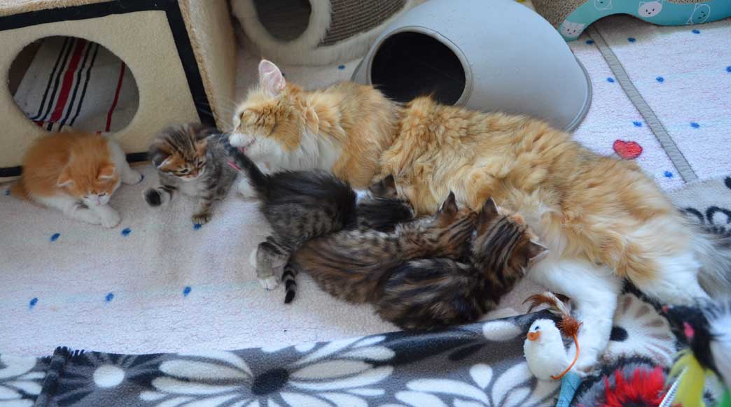 sibirisk katt Dani