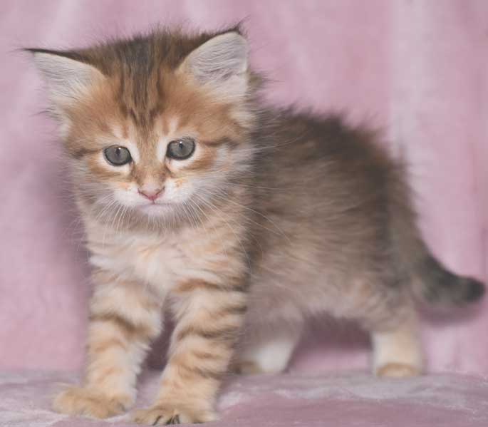 sibirisk kattunge Quirk