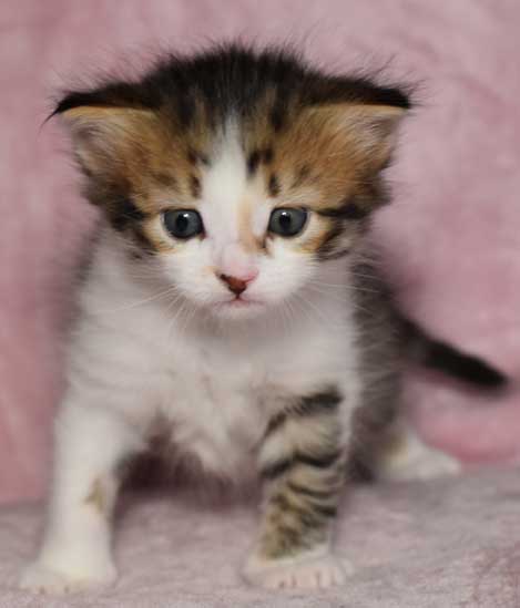 sibirisk kattunge Ricco
