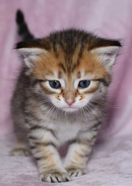 sibirisk kattunge Rocco