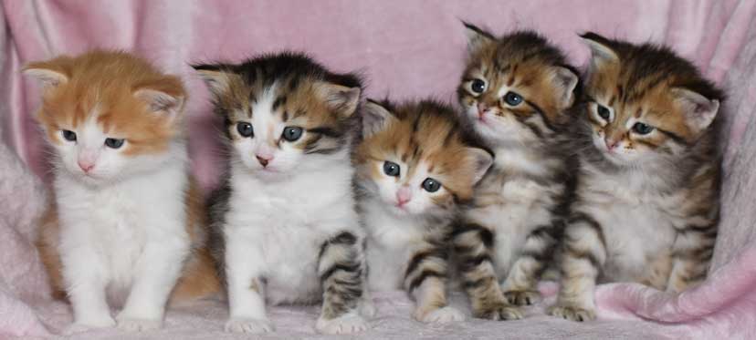 sibirisk kattungar Rr-kull