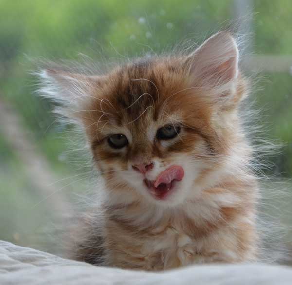 sibiriska kattunge Quirk