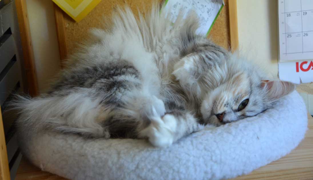 sibirisk katt Zinnie