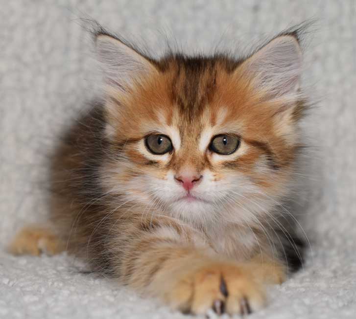 sibirisk kattunge Quirk