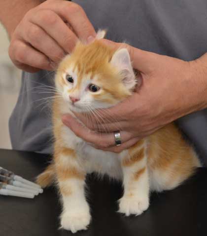 sibirisk kattunge Quito