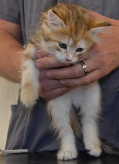 sibirisk kattunge Quine
