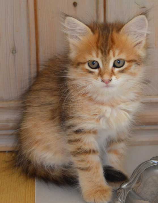 sibirisk kattunge Quirk
