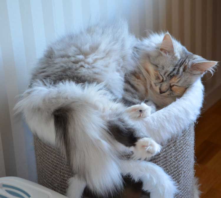 sibirisk katt Zinnei
