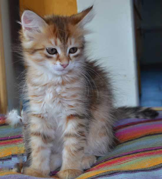 sibirisk kattunge Quirk