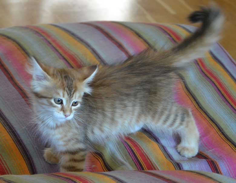 sibirisk kattunge Quirk