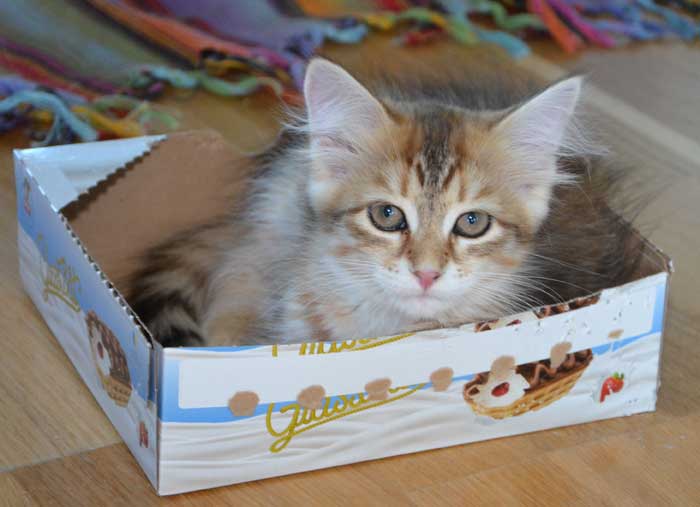 sibirisk kattunge Quirk