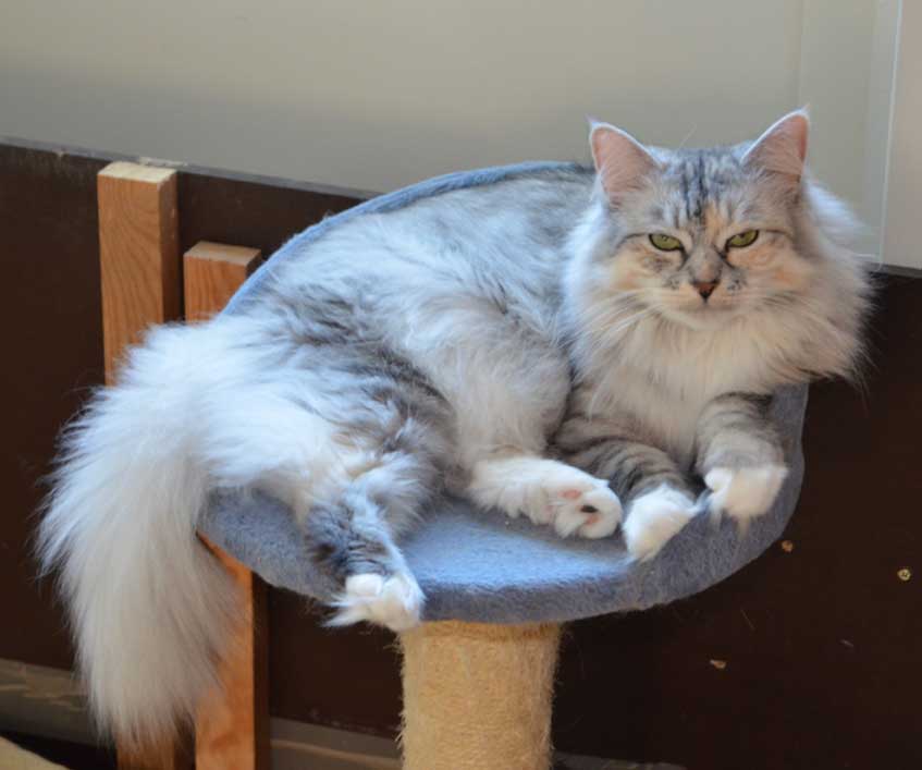 sibirisk katt Zinnie