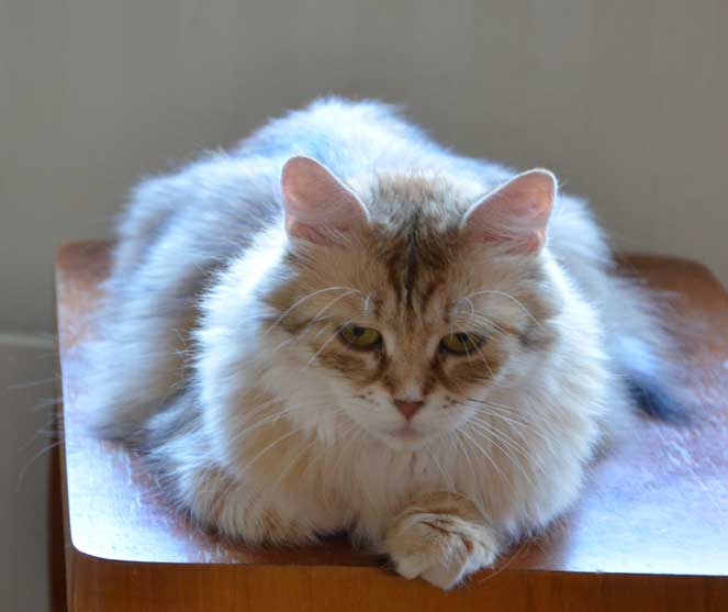 sibirisk katt Uni