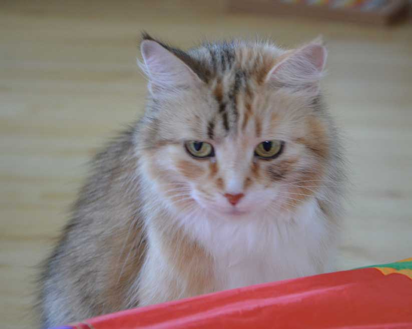 sibirisk katt Dani