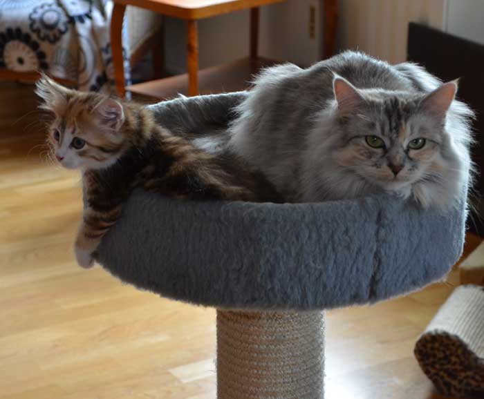 sibirisk katt Zinnie