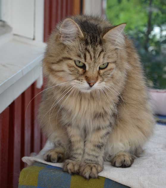 sibirisk katt Gabbie