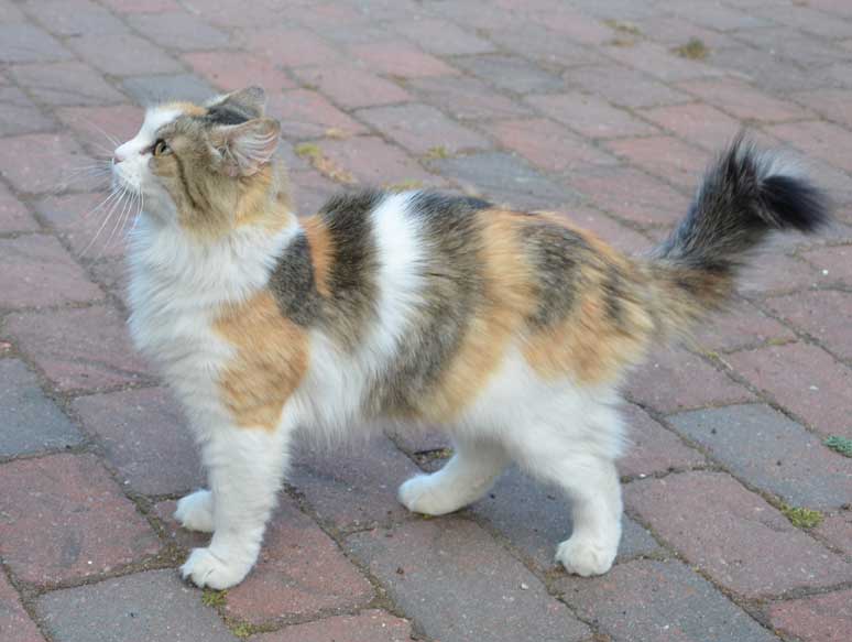 sibirisk katt Colbie