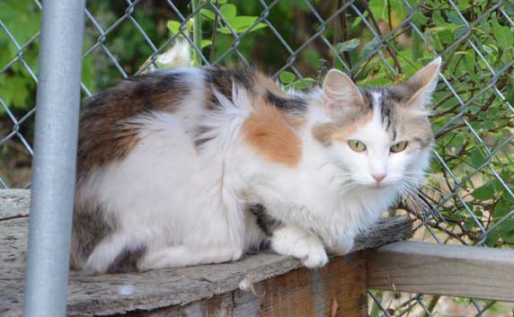 sibirisk katt Tracie