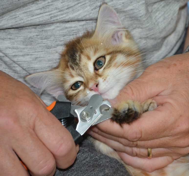 sibirisk kattunge Quirk