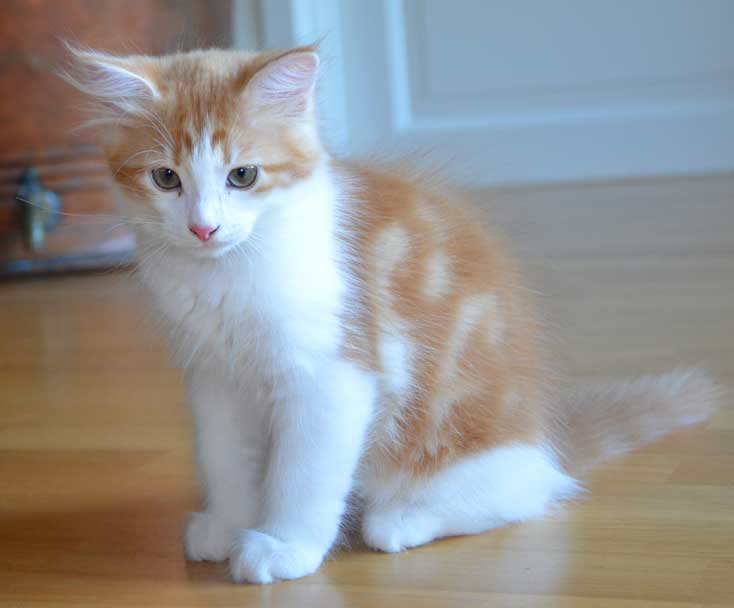 sibirisk kattunge Rost