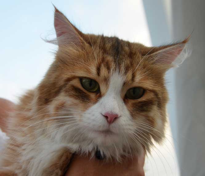 sibirisk katt Io