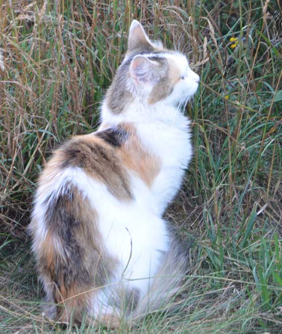 sibirisk katt Tracie