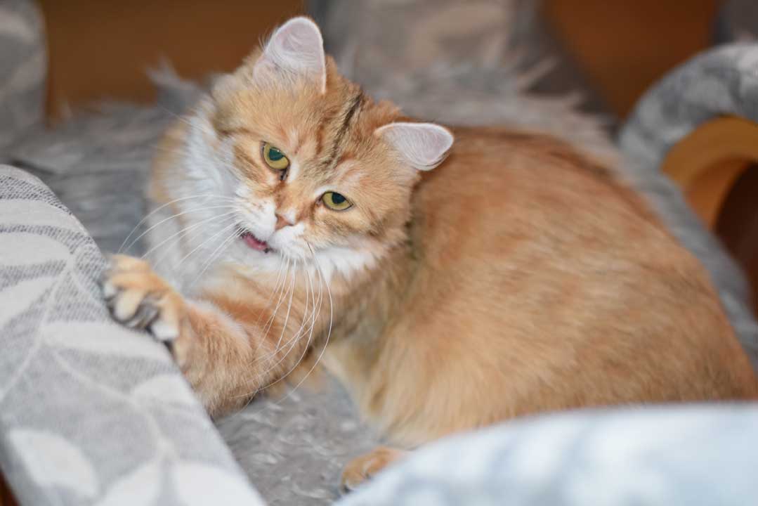 sibirisk katt Uni