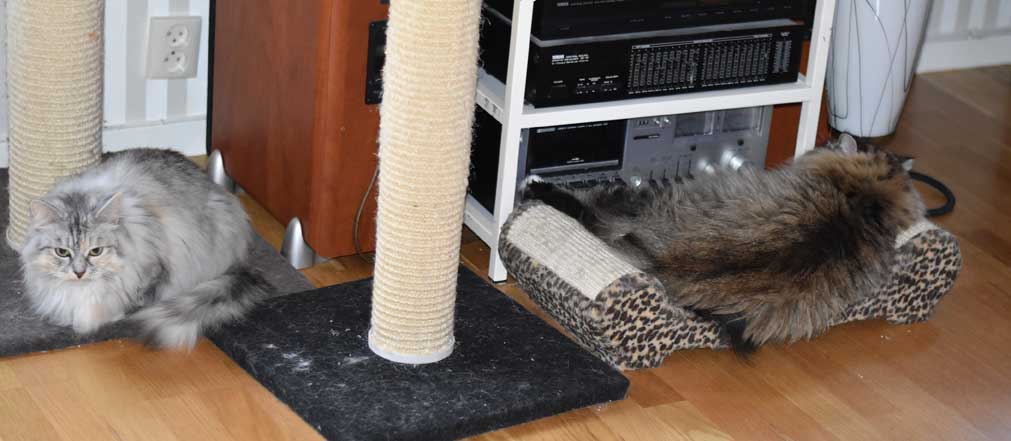Sibirisk katt Zinnie Mitzi