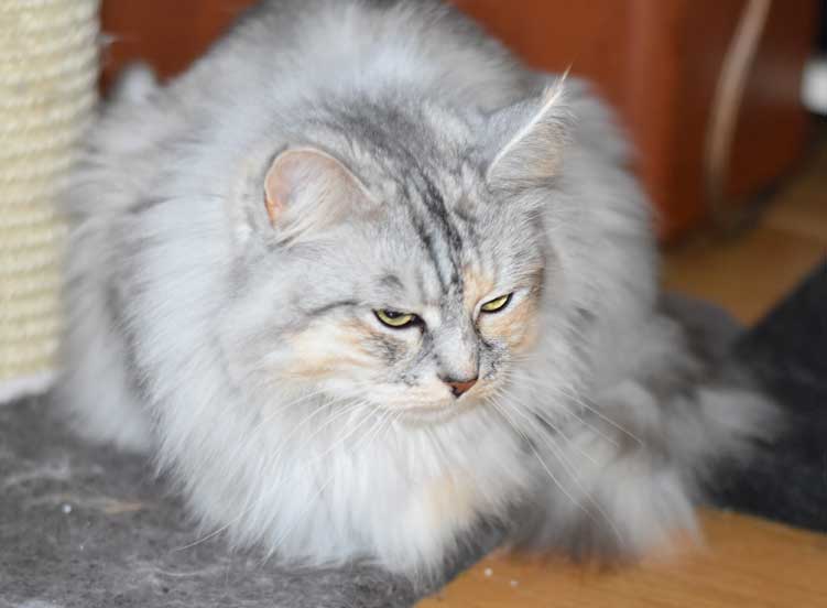 sibirisk katt Zinnie