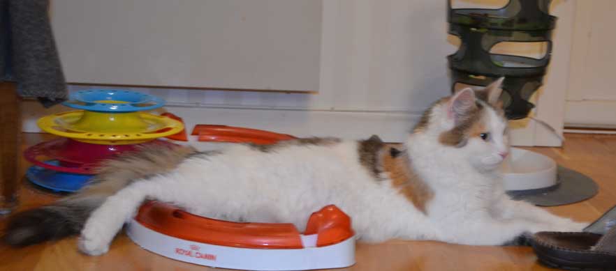 sibirisk katt Tracie