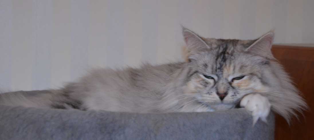 sibiriskkatt Zinnie