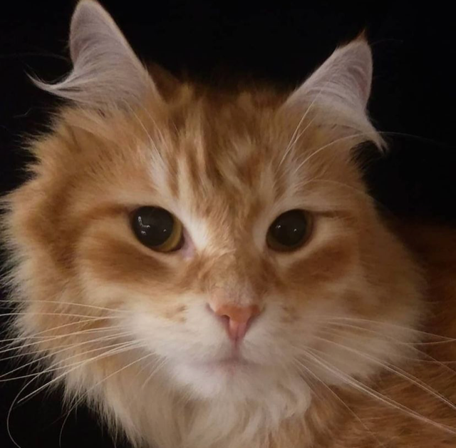 Sibirisk katt Irwin