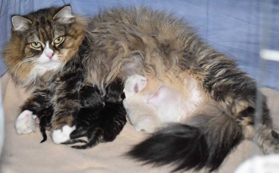 sibirisk kattungar Ss-kull