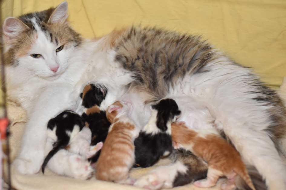 sibirisk katt Tracie