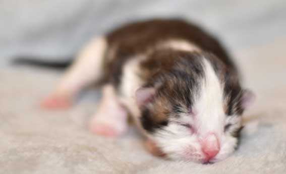 sibirisk kattunge Triton