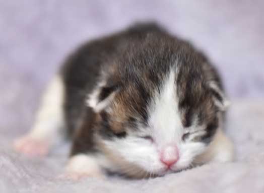 sibirisk kattunge Titan