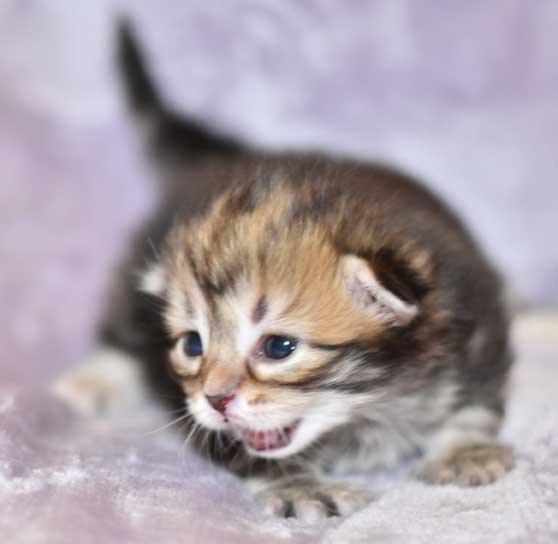 sibirisk kattunge Sicilia