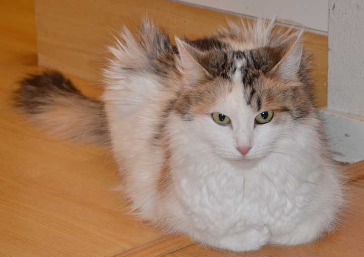 sibirisk katt Tracie