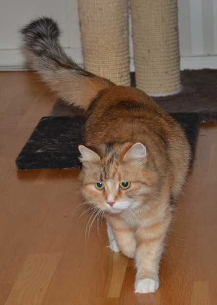 sibirisk katt Dani